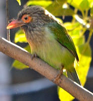 Green barbet